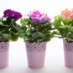 Blumen